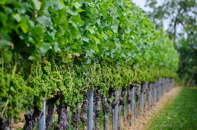 Am Rhein, am Wein, am Wald &#8211; so lauten die Kapitel von Abels Ortenau-Buch.  | Foto: hr