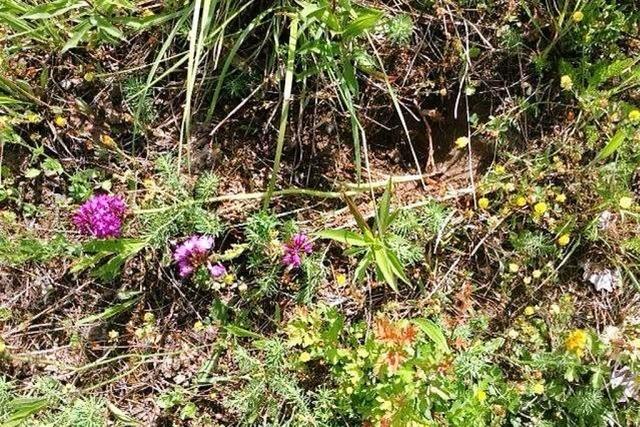 Erneut verschwinden Orchideen im Taubergieen