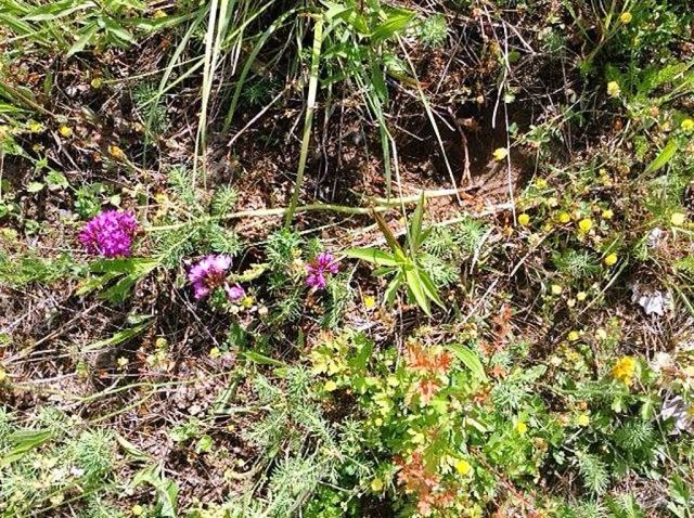 Bei einem Spaziergang im Naturschutzge...heim  einen erneuten Orchideenschwund.  | Foto: privat