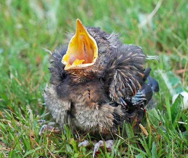 Diese junge Amsel hat das Nest  verlas...fensichtlich hungrig den Schnabel auf.  | Foto: Eva Korinth