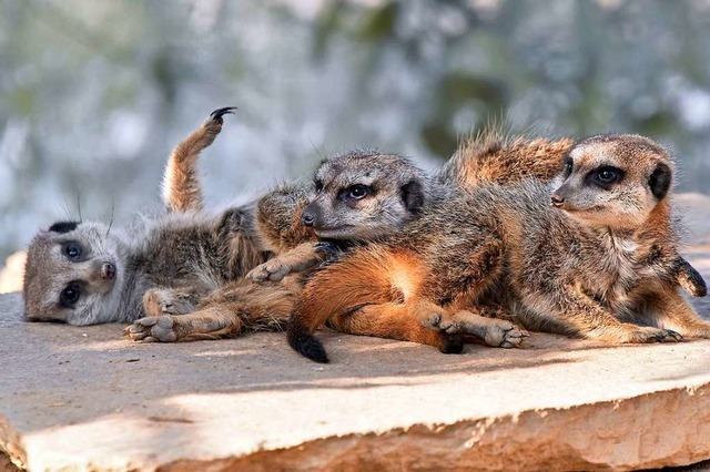 Die Erdmnnchen sollen durch den pltz... wacher wirken als sonst (Archivbild).  | Foto: Michael Bamberger