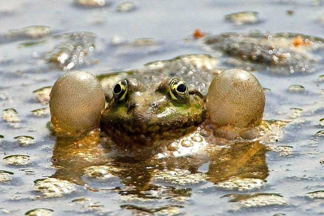 So sieht ein quakender Frosch aus.  | Foto: Frank Leonhardt