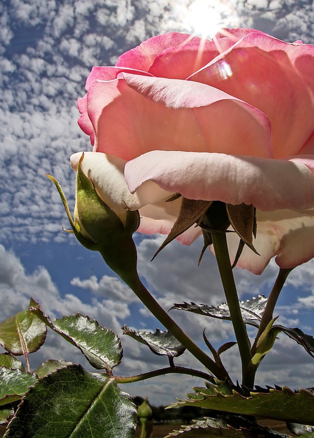 Blhende Rose auf einem Feld  | Foto: Frank Rumpenhorst