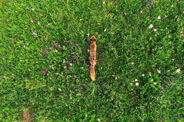 Ein Fuchs wie dieser ist in Lffingen ...Viruskrankheit Staupe getestet worden.  | Foto: Philippe Thines