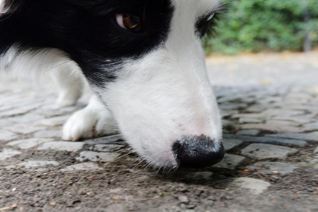 Die Viruskrankheit Staupe knnte sich unter Hunden in Lffingen ausbreiten