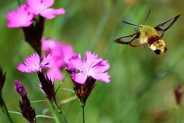 Fotos: Die Farbenpracht der Natur im Breisgau lockt Insekten an