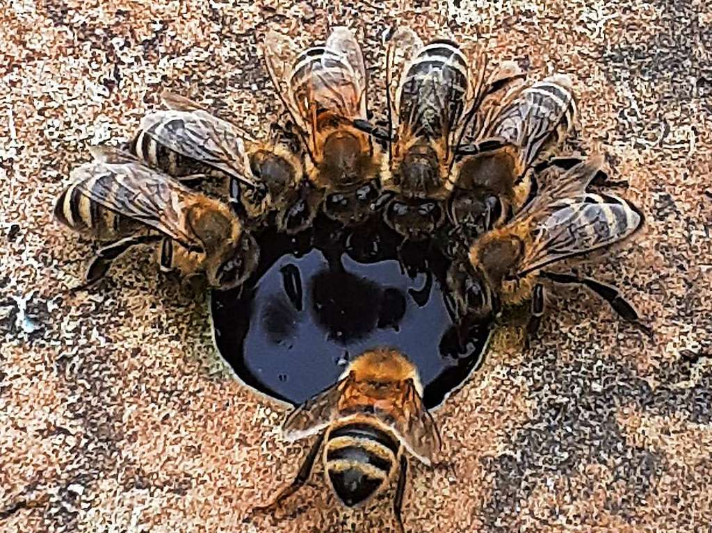 Bienen trinken in Wildtal aus Lchern in Deckeln der Regentonnen.