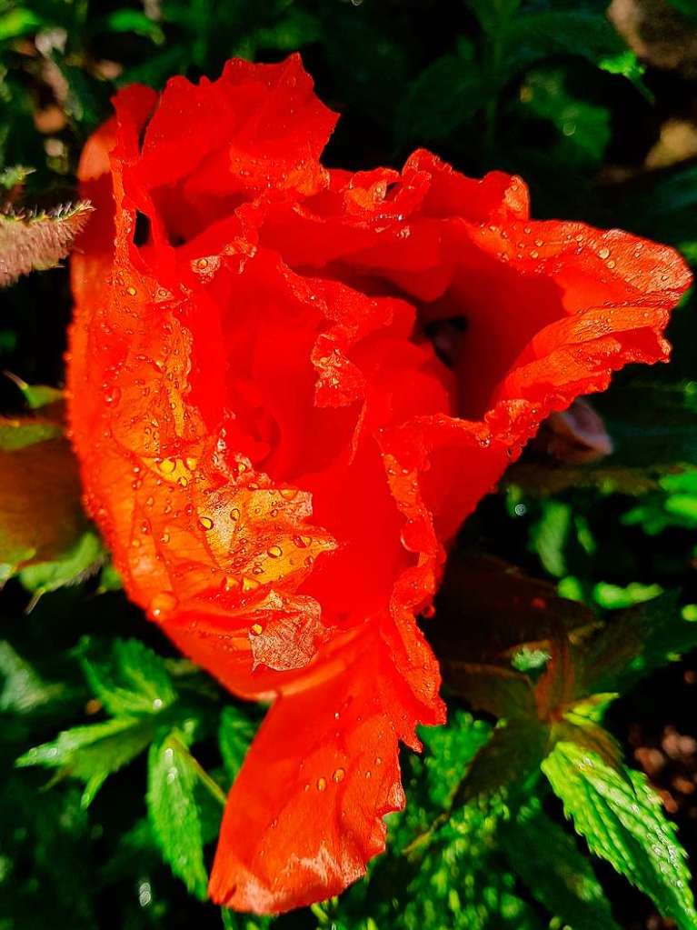 Leuchtet auch im Regen:  Mohn in Pfaffenweiler.