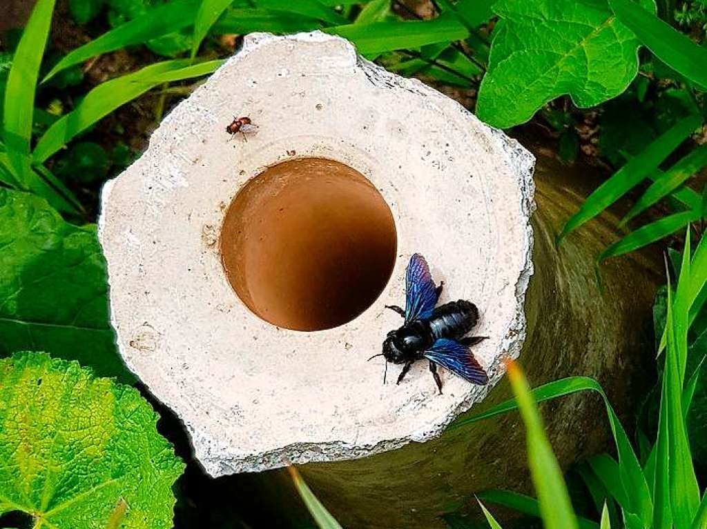 Eine Groe Blaue Holzbiene, die grte heimische Wildbienenart, ist zu Gast in Schallstadt.