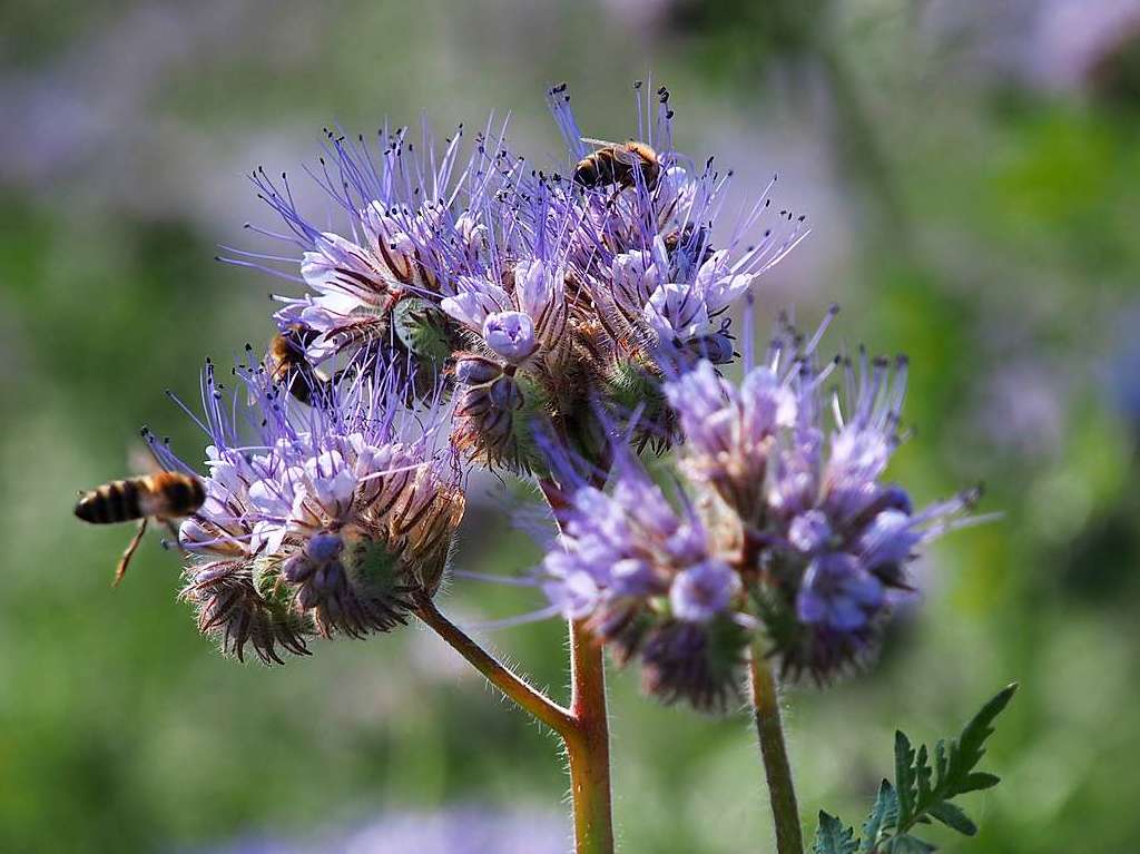 Besuch von Bienen hat diese Phacelia in Kirchzarten.