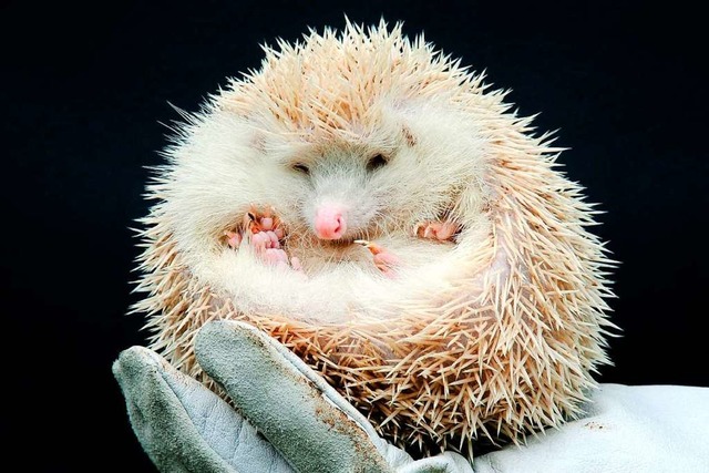 Ist der Igel zu rund, neigt er zum Steckenbleiben (Symbolfoto).  | Foto: A3502 Horst Ossinger