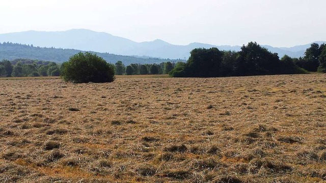 Das Gebiet Haselwald-Spitzmatten soll ...Landschaftsbestandteil&#8220;  werden.  | Foto: Gerhard Walser