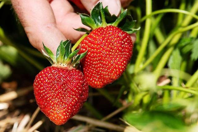 Auf diesen Feldern in Südbaden kann man Erdbeeren selber pflücken