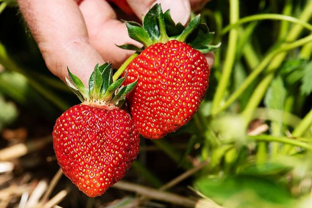 Sommerzeit ist Erdbeerzeit. Doch fr v... man die Erdbeeren selbst ernten kann.  | Foto: Swen Pfrtner (dpa)