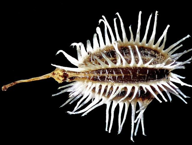 Macrofotografien von Pflanzen und Pfla...im Naturzentrum in Ihringen zu sehen.   | Foto: Bernd Gassmann