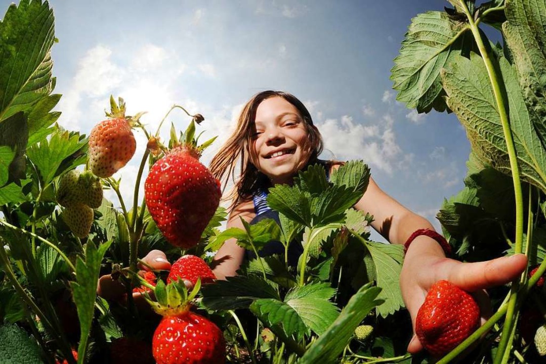 Die Erdbeeren schmecken noch besser, wenn sie selbstgepflückt sind  | Foto: Tobias Hase