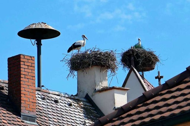 Stolz sind die Storcheneltern auf den ...s beringt werden, bevor er flgge ist.  | Foto: Ulrich Senf