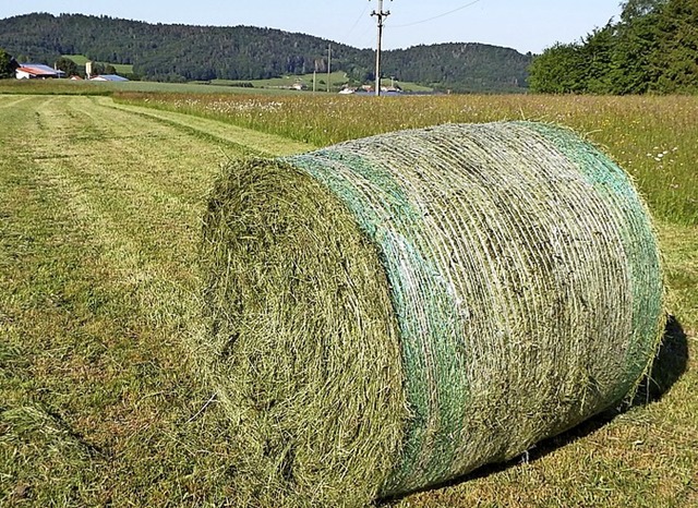 Der erste Grasschnitt des Frhjahrs au...u unterdurchschnittlichen Erntemengen.  | Foto: Wolfgang Adam