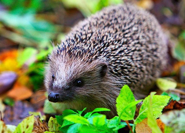 Ein Igel schtzt sich meist erfolgreic...&#8211; allerdings nicht vor Menschen.  | Foto: Karl-Josef Hildenbrand (dpa)