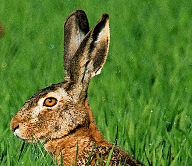 Mehr ko auf dem Feld wollen die Grnen erreichen.  | Foto: Julian Stratenschulte