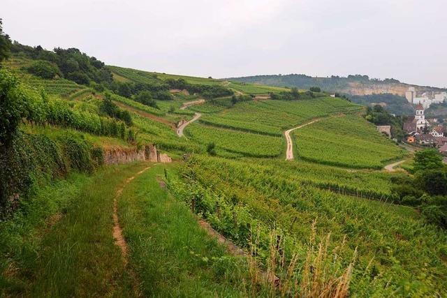 Das Weingut Kalkwerk in Istein stellt auf Bioanbau um