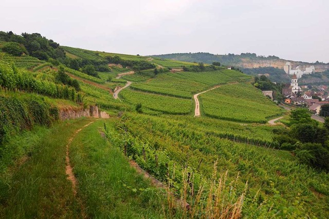 Das Weingut Kalkwerk in Istein stellt auf biologischen Weinanbau um.  | Foto: Victoria Langelott