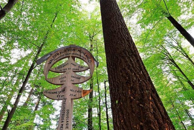 Ohne den Wald wre die Stadt Freiburg nicht entstanden