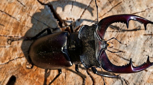 Ein Hirschkfer wrmt sich in der Sonne. Die Art gilt als gefhrdet.  | Foto: Patrick Pleul, dpa