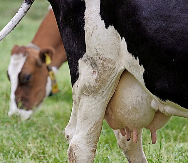 Milchkuhhaltung ist ein schwieriges Geschft geworden.  | Foto: A3634 Friso Gentsch