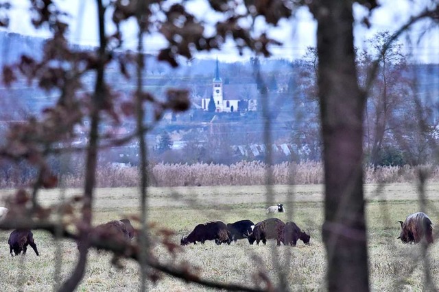 Aus dieser landwirtschaftlich intensiv...hlt im Gegenzug sogenannte kopunkte.  | Foto: Markus Zimmermann