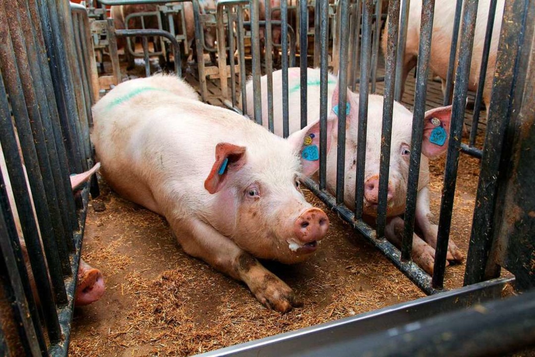 Schweine im Kastenstall  | Foto: Friso Gentsch
