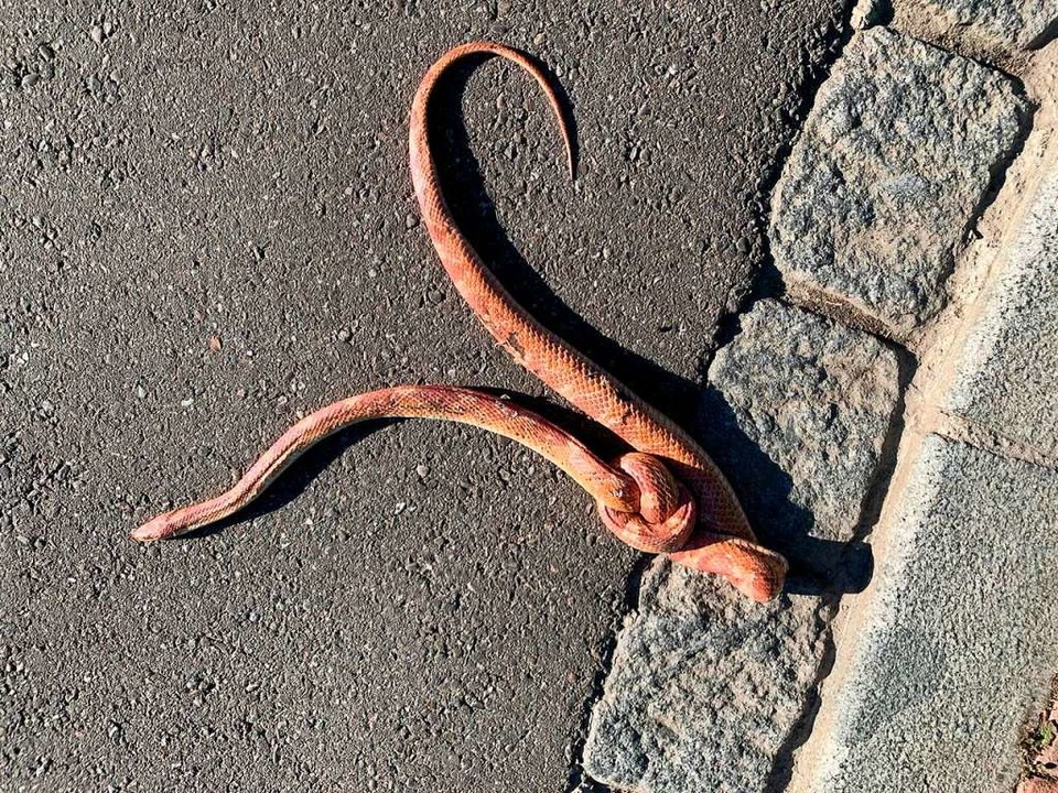 Fußgänger haben das misshandelte Tier auf der Straße entdeckt.  | Foto: privat