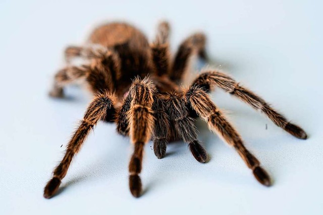 Viele Menschen ekeln sich vor Spinnen (Symbolfoto)  | Foto: Uwe Anspach (dpa)