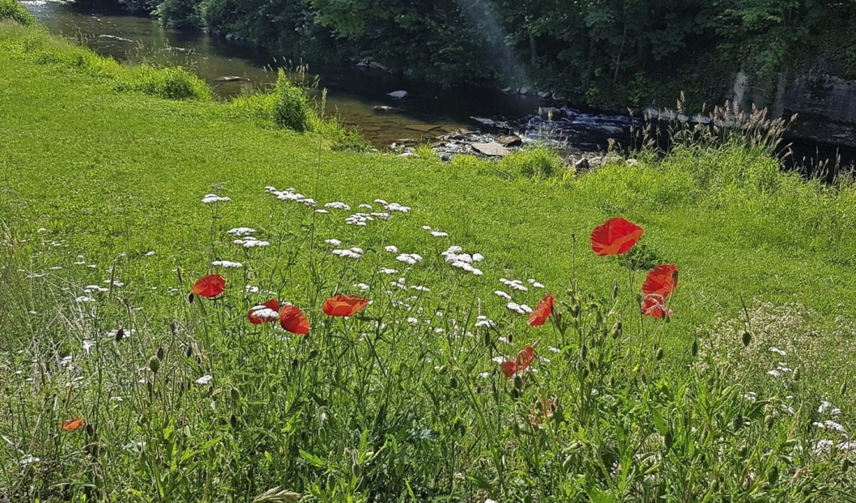 Blumenwiese am Brettenbachufer  | Foto: Gerhard Walser