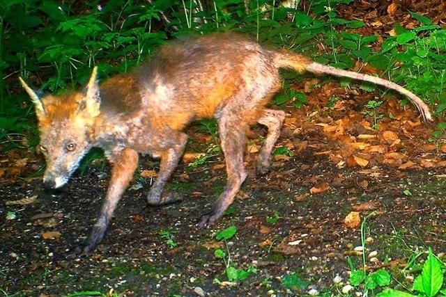 Die Fuchsrude breitet sich im Kreis Breisgau-Hochschwarzwald aus