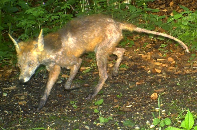 Ein von der Rude befallener Fuchs  | Foto: Christof Janko