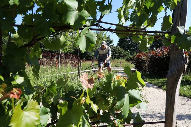 Kurt Hockenjos beim Mhen im Kleingartenpark auf dem Landesgartenschaugelnde  | Foto: Christoph Breithaupt