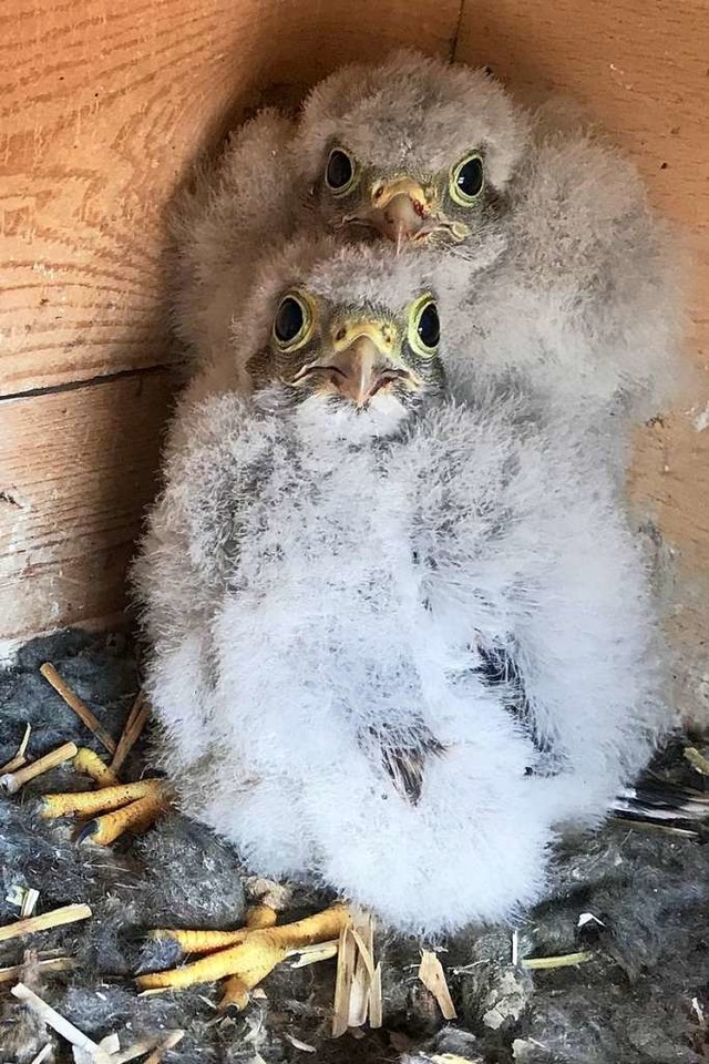 Zwei von sechs Jungfalken im Nistkasten in Bernhard Elmlingers Scheune.  | Foto: Bernhard Elmlinger