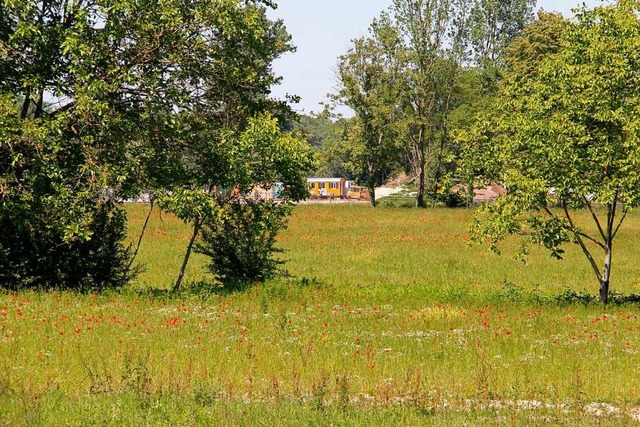 Auf dem LGS-Gelnde laufen die Bauarbe...ge Rheinwiese mit alten Baumbestnden.  | Foto: Alexander Huber