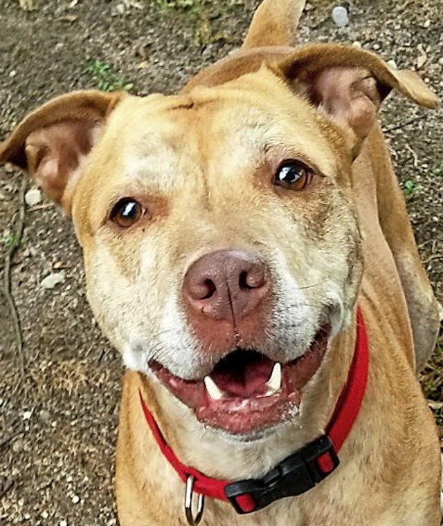 Pitbull-Mix Bewe | Foto: Tierheim Pitbull-Mix Bewe | Foto: Tierheim