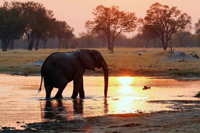 Auf einer Safari Elefanten beobachten &#8211; momentan ist das unvorstellbar.  | Foto: Winfried Schumacher
