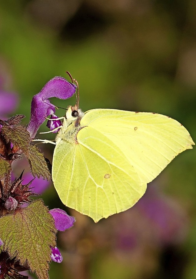 Schmetterlinge wie dieser Zitronenfalter werden gezhlt.  | Foto: Norbert Heller