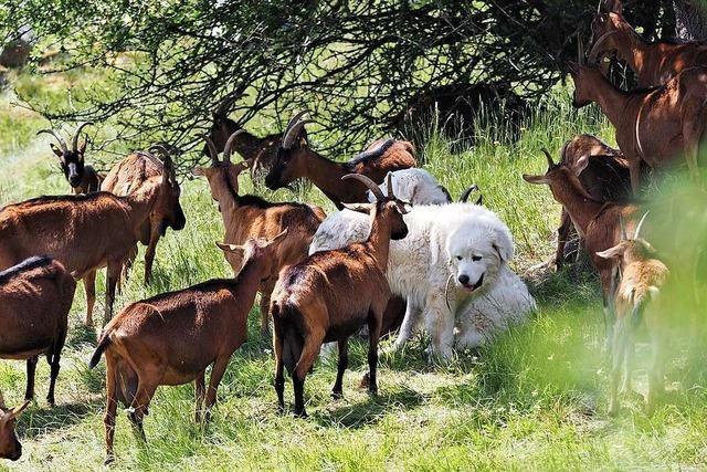 Wie vier Herdenschutzhunde bei St. Blasien 70 Ziegen beschützen