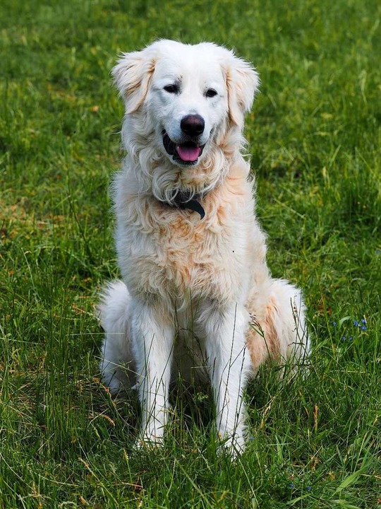 Der zwei Jahre alte Herdenschutzhund B...n Maremmano-Abruzzese-Rüde, passt auf.  | Foto: Susanne Gilg