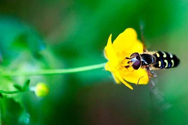 Fotos: Artenvielfalt auf der Heuwiese im Naturschutzgebiet Braunhalden-Schlattboden