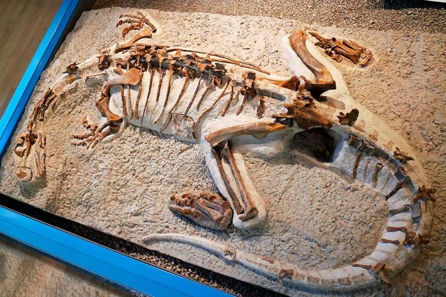 Ein Plateosaurus von 2,30 Meter Lnge im Sauriermuseum in Frick  | Foto: Sauriermuseum Frick