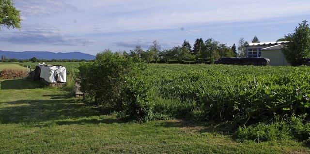 Zwischen Tuniberg, Winzerhalle und Bun...nn,  lsst sich aber noch nicht sagen.  | Foto: Manuela Schmitt