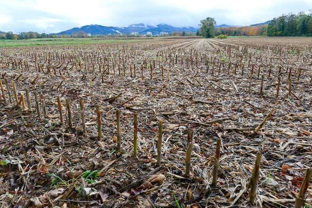 Dietenbach und Landwirte: Ein Problem, das man nicht beschnigen kann