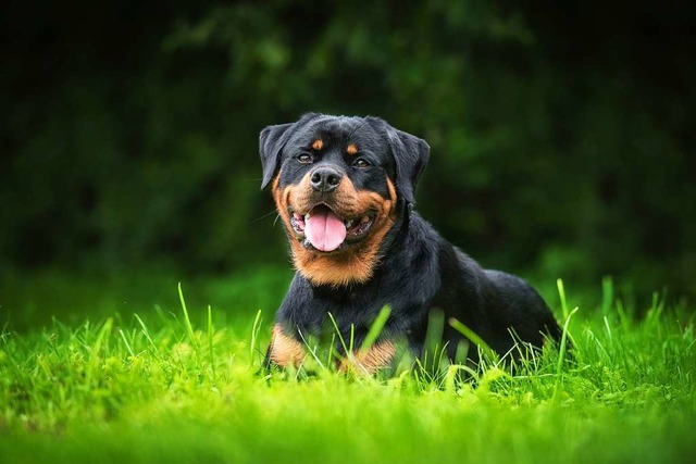 Unser Symbol-Foto zeigt einen Rottweil...m Stadtwald Bonndorf tot aufgefunden.   | Foto: Grigorita Ko  (stock.adobe.com)