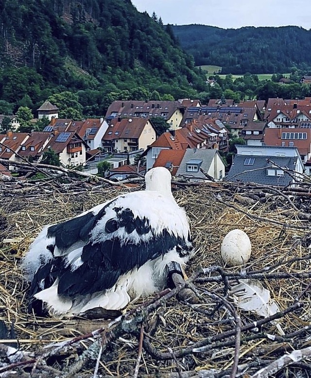 Beringt wurden die Strche.  | Foto: Feuerwehr Waldkirch